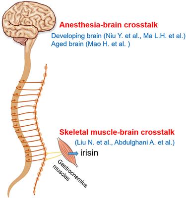 Editorial: Current trends in the crosstalk between nervous systems and other body systems